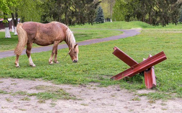 말들은 대전차 장애물 초원에서 뜯는다 고슴도치 — 스톡 사진