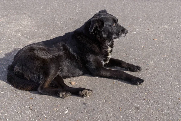 Cane Senzatetto Nero Giace Sul Marciapiede Giornata Sole — Foto Stock