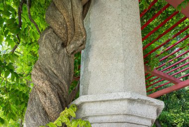 Pergola 'nın taş sütunları eski ağacın gövdesinin yanındaki tropik parkta.