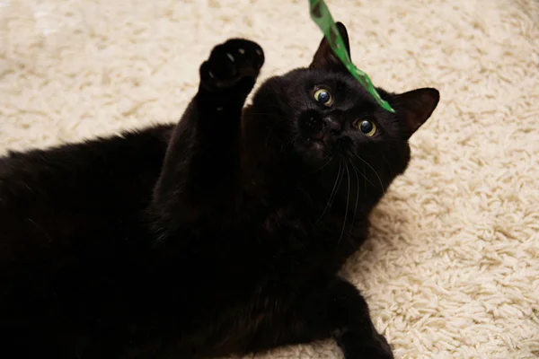 Чёрная кошка лежит на белом ковре и её играют. — стоковое фото