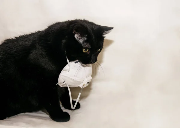 Gato Negro Sienta Sobre Fondo Blanco Con Respirador Mira Hacia — Foto de Stock