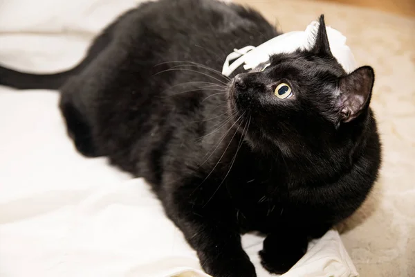 Черная Кошка Лежит Белом Фоне Респиратором Боку Смотрит Вверх — стоковое фото