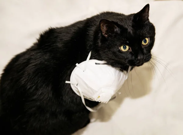 Черная Кошка Сидит Белом Фоне Респиратором Боку Смотрит Вверх — стоковое фото