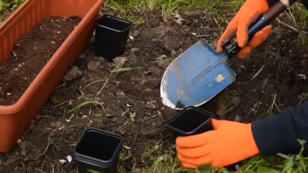 Man Trädgården Orange Handskar Häller Jord Med Liten Spade Kruka — Stockvideo