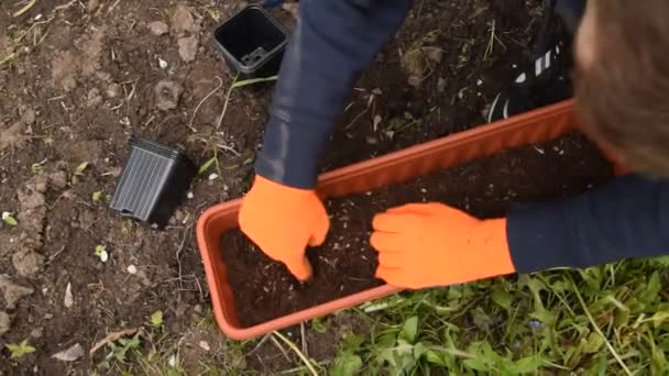 花园里的一个男人 他把橙色手套的酒窝放在盆子里种植植物 — 图库视频影像