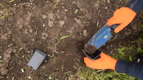 オレンジ色の手袋の庭の男が小さなシャベルで土を鍋に注ぎ — ストック動画