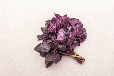 Taze organik bitki, mor fesleğen.