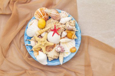 Deniz kabukları yaz arkaplanı