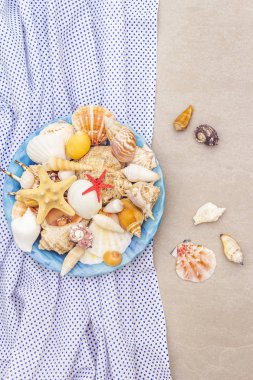 Deniz kabukları yaz arkaplanı