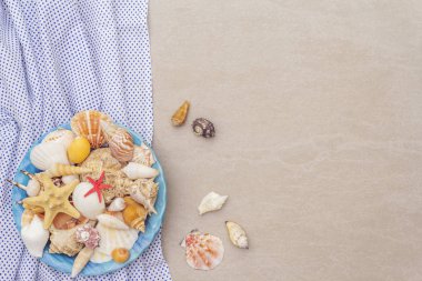 Deniz kabukları yaz arkaplanı