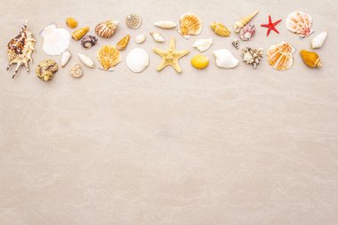 Deniz kabukları yaz arkaplanı