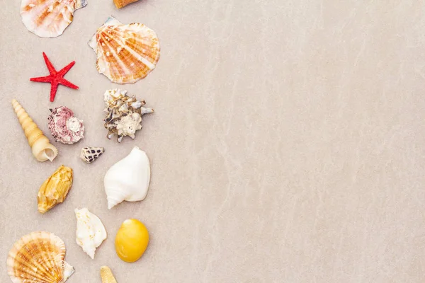 Seashells summer background — Stock Photo, Image