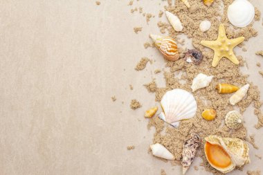 Deniz kabukları, kumlu yaz geçmişi. Bir sürü farklı deniz kabuğu bir araya toplanmış, boşluğu, çerçeveyi, üst görünümü kopyala.