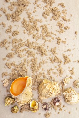 Deniz kabukları, kumlu yaz geçmişi. Bir sürü farklı deniz kabuğu bir araya toplanmış, boşluğu kopyala, üst görünümü kaydet.