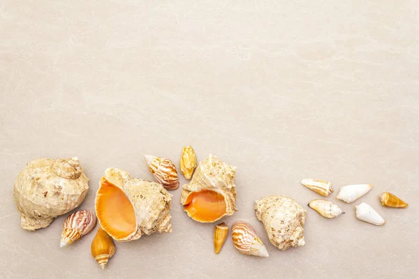 貝の夏の背景。多くの異なる貝殻が一緒に積み上げられ、スペースをコピーし、トップビュー. — ストック写真