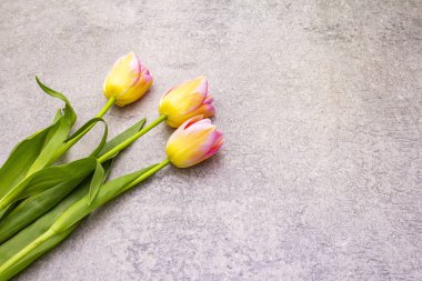 Bahar konsepti Taş zeminde yumuşak lale. Kart, duvar kağıdı, kopyalama alanı, üst görünüm.