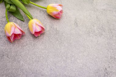 Bahar konsepti Taş zeminde yumuşak lale. Kart, duvar kağıdı, kopyalama alanı.