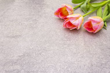 Bahar konsepti Taş zeminde yumuşak lale. Kart, duvar kağıdı, kopyalama alanı.