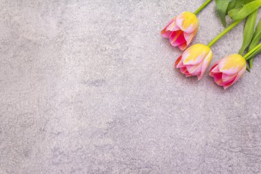 Bahar konsepti Taş zeminde yumuşak lale. Kart, duvar kağıdı, kopyalama alanı, üst görünüm.