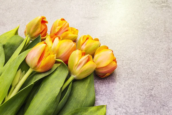 Forår koncept. Blid tulipan på stenbaggrund. Kort, tapet, kopieringsrum, nærbillede . - Stock-foto