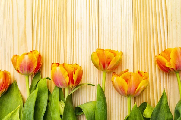 Forår romantisk koncept. Blid tulipan på træ baggrund. Kort, tapet, kopieringsrum, nærbillede . - Stock-foto