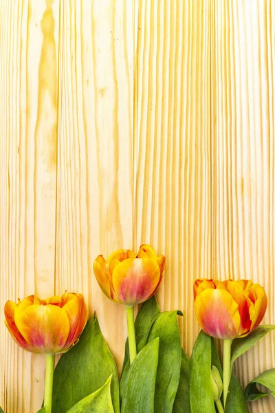 Spring romantic concept. Gentle tulip on wooden background. Card, wallpaper, copy space. — Stock Photo, Image