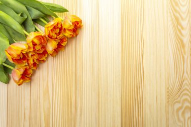 Bahar romantik konsepti. Ahşap zemin üzerinde yumuşak lale. Kart, duvar kağıdı, kopyalama alanı.