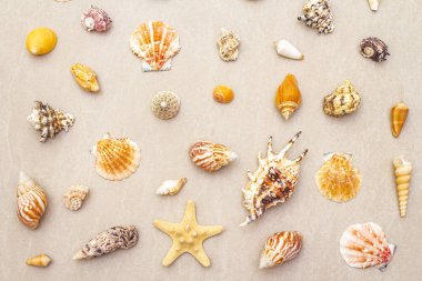 Deniz kabukları yaz arkaplanı. Bir sürü farklı deniz kabuğu üst üste yığılmış..