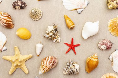 Deniz kabukları yaz arkaplanı. Bir sürü farklı deniz kabuğu üst üste yığılmış, kapatılıyor..