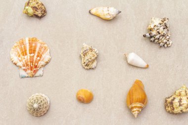 Deniz kabukları yaz arkaplanı. Bir sürü farklı deniz kabuğu üst üste yığılmış, kapatılıyor..