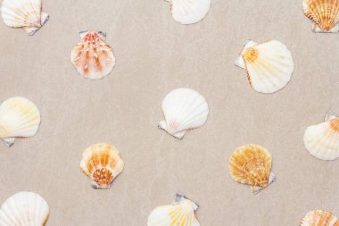 Deniz kabukları yaz arkaplanı. Bir sürü farklı deniz kabuğu üst üste yığılmış, kapatılıyor..