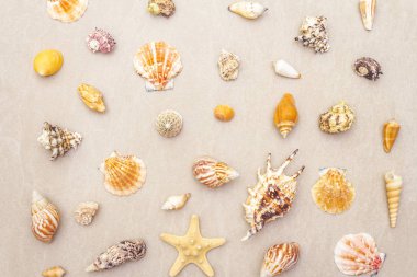 Deniz kabukları yaz arkaplanı. Bir sürü farklı deniz kabuğu üst üste yığılmış..
