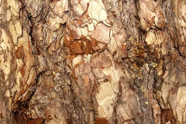 Drewniany kora tło — Zdjęcie stockowe