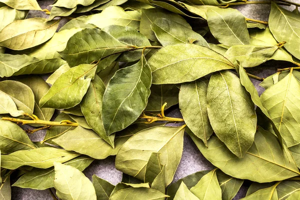 Hojas de laurel textura seca fondo, de cerca . — Foto de Stock