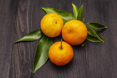 Taze taze mandalina yapraklarıyla. Yeni yıl ya da Noel ağacı arka planı. Neşeli ruh hali konsepti