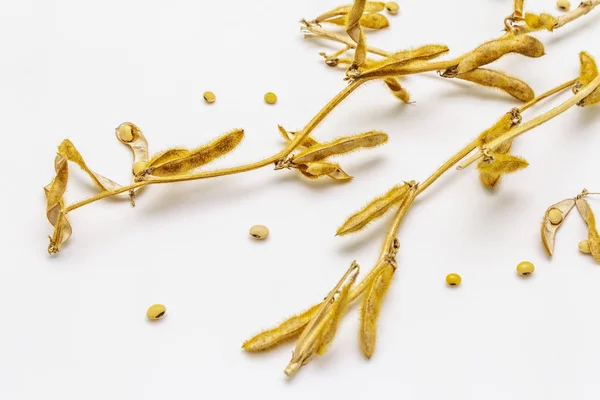 Ripe dry soybeans in pods isolated on white background. Cultivated organic agricultural crop, traditional healthy ingredient in oriental culture