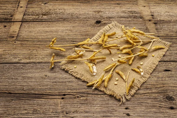 Ripe dry soybeans in pods. Cultivated organic agricultural crop, traditional healthy ingredient in oriental culture. Vintage sackcloth, wooden boards background