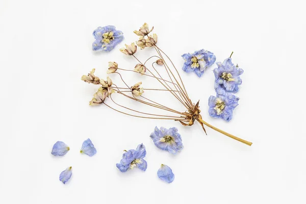 Composición de flores secas aisladas sobre un fondo blanco. Delphinium y cereza —  Fotos de Stock