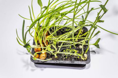 Beyaz arka planda izole edilmiş yeşil fideler. Açık araziye ekmeye hazır olun. Soğan, fesleğen, lima fasulyesi, balkabağı