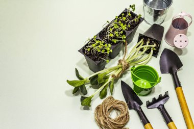 Yeşil filizli fesleğen, balkabağı ve açık yeşil arka planda bahçe aletleri. Açık araziye ekmeye hazır olun. Bitki bakımı kavramı