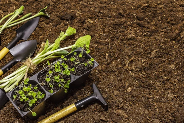 Bibit hijau dan peralatan kebun di latar belakang tanah. Siap untuk penanaman di tanah terbuka. Konsep perawatan tanaman — Stok Foto