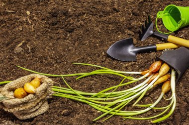 Toprak zeminde yeşil fidanlar ve bahçe aletleri. Açık araziye ekmeye hazır olun. Bitki bakımı kavramı