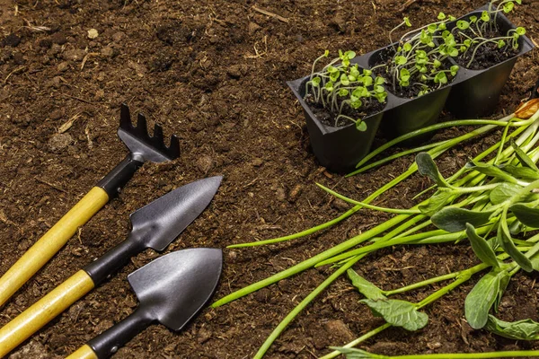 Semis verts et outils de jardin sur fond de sol. Prêt pour la plantation en pleine terre. Concept de soins des plantes — Photo