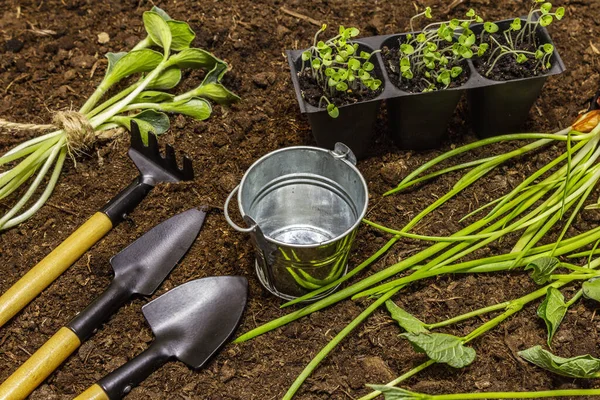 Semis verts et outils de jardin sur fond de sol. Prêt pour la plantation en pleine terre. Concept de soins des plantes — Photo