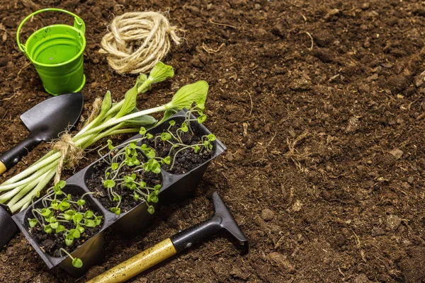 Gröna plantor och trädgårdsredskap på jord bakgrund. Redo för plantering i öppen mark. Växtvårdskoncept — Stockfoto