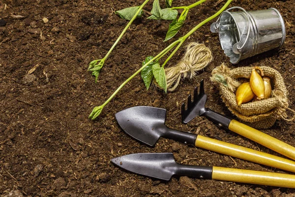 Zielone sadzonki i narzędzia ogrodowe na tle gleby. Gotowy do sadzenia na otwartym terenie. Koncepcja pielęgnacji roślin — Zdjęcie stockowe