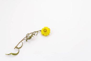 Beyaz arka planda izole edilmiş, altın, kuru çiçek. Sarı Xerochrysum braketatum, kuru gövde ve yapraklar