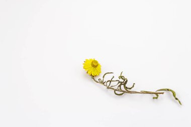 Beyaz arka planda izole edilmiş, altın, kuru çiçek. Sarı Xerochrysum braketatum, kuru gövde ve yapraklar