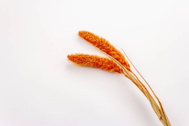 Kuru turuncu Lagurus, beyaz arka planda izole edilmiş tavşan kuyruklu. Dekoratif kabarık otlar, çiçek buketi için güzel bir element. Çekici çiçek paniklemeleri için süs bitkisi