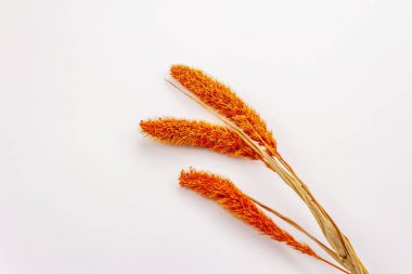 Kuru turuncu Lagurus, beyaz arka planda izole edilmiş tavşan kuyruklu. Dekoratif kabarık otlar, çiçek buketi için güzel bir element. Çekici çiçek paniklemeleri için süs bitkisi
